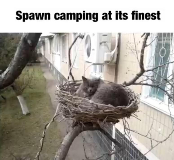 expert level skill