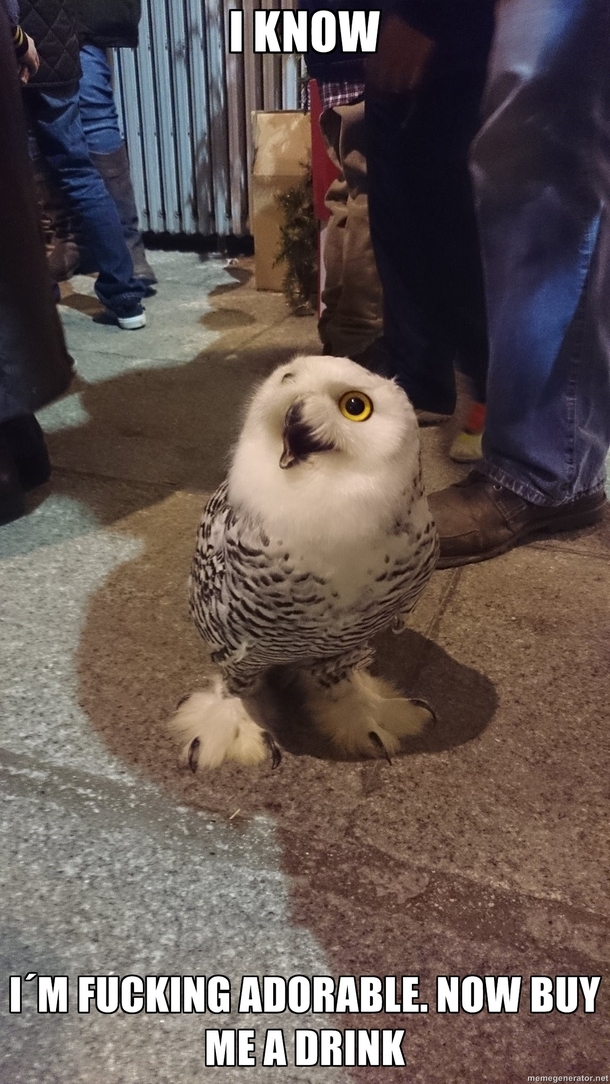 Extremely Interesting Owl