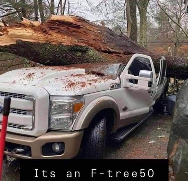 F tree
