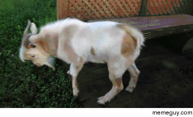 Fainting goat