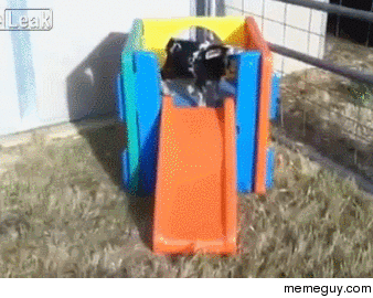 Fainting goat tries the slide