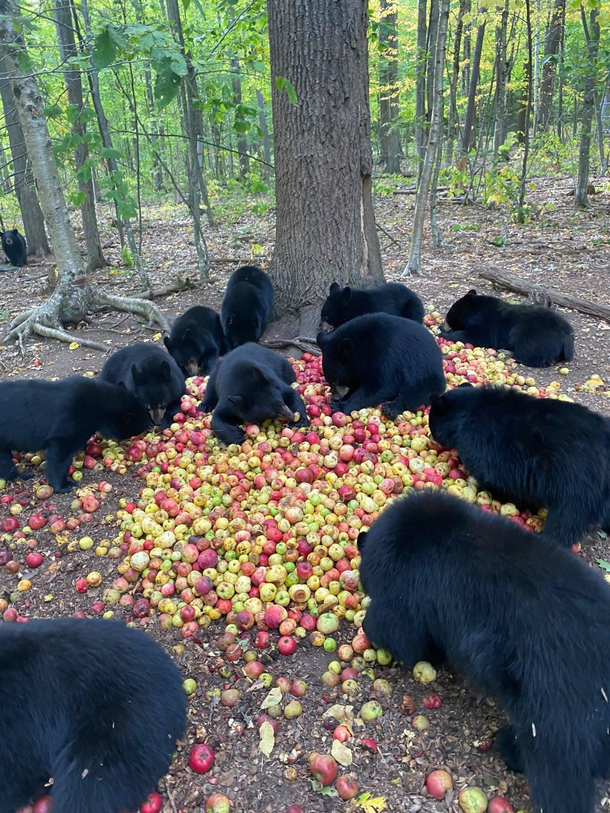 Fall asleep in apple pile Wake up in bear pile What do