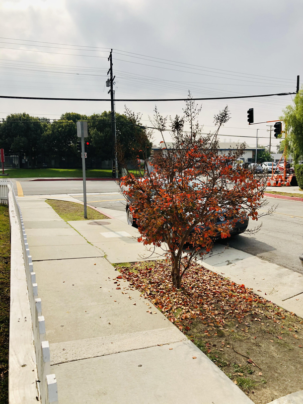 Fall in Los Angeles CA