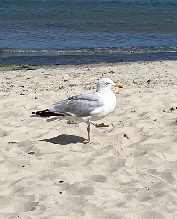 Fascist seagull found on Studland beach in the UK
