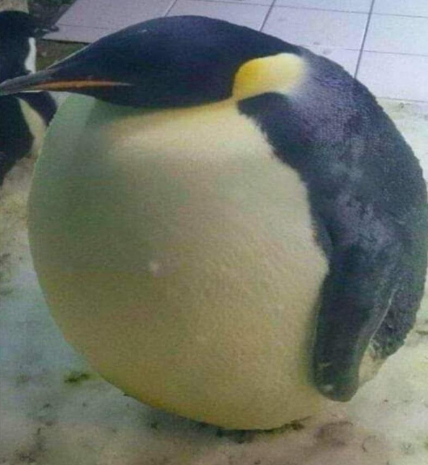 Fat Penguin