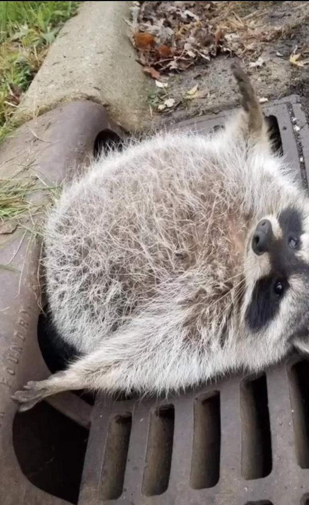 Fat racoon stuck
