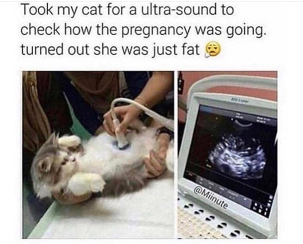 Fatto catto