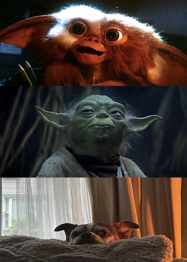 Fear The Ears