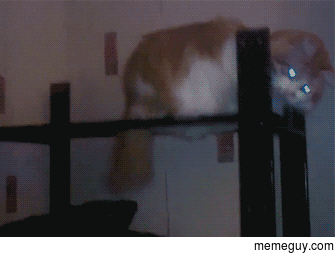 Fedora Cat