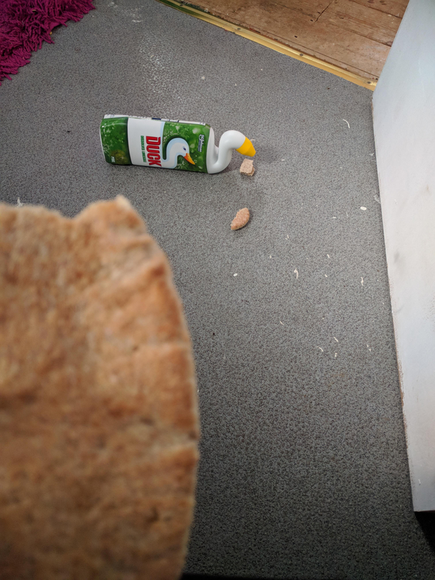 Feeding the ducks lockdown style 