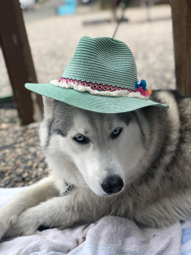 Feeling cute might dog later idk