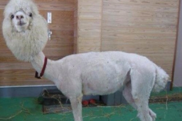 Feeling down Here is a picture of a shave llama