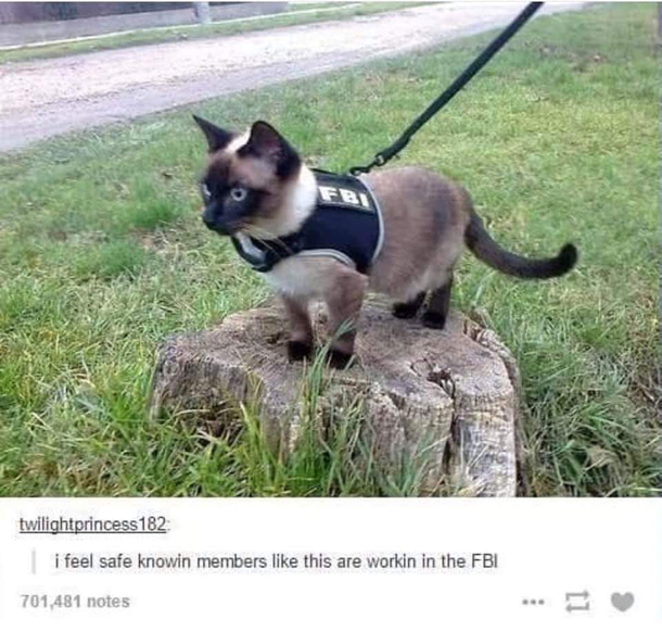 Feline Bureau of Investigation