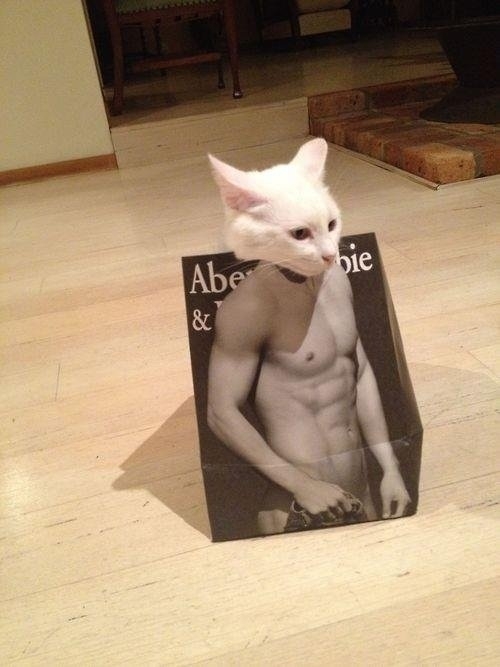 Feline sexy