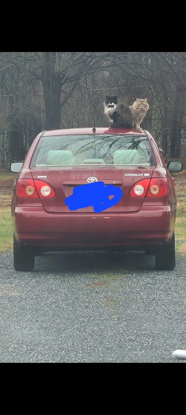 Fellas get you a Toyota Corolla