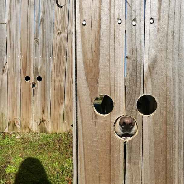 Felt bad Jack couldnt see out the front gate Here ya go buddy