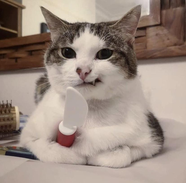 Felt cute might stab you later