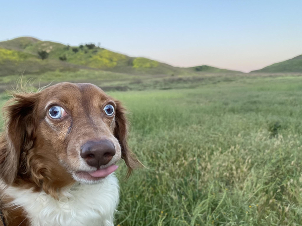 Fergus after the th trail walk of the week