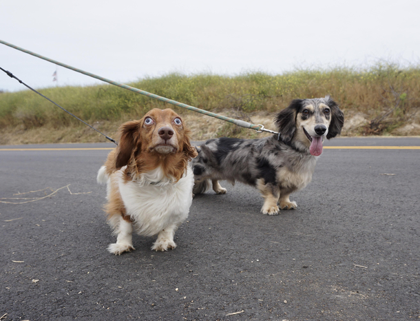 Fergus goes to the beach