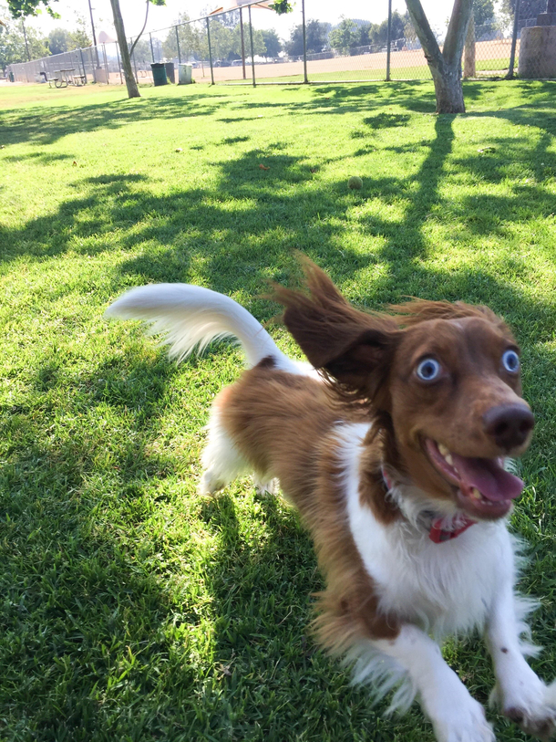 Fergus running excitedly