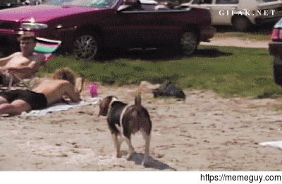 Fetch ArchieFetch