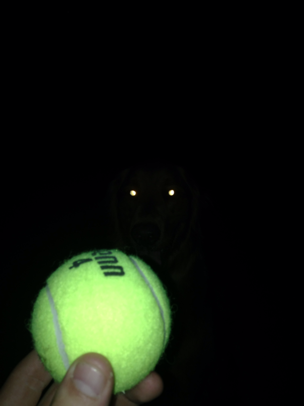 Fetch mode engaged Target acquired