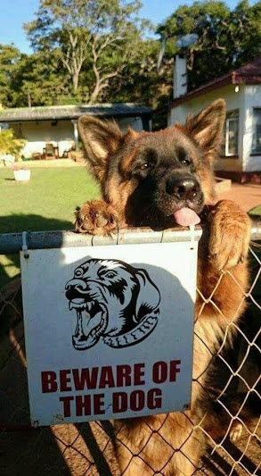 Fierce Guard Dog