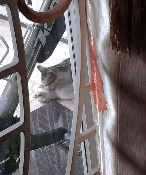 Fifty Shades of Meow Meow