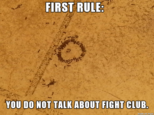 Fight Club