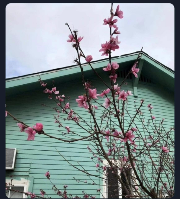 Finally a house that only costs 