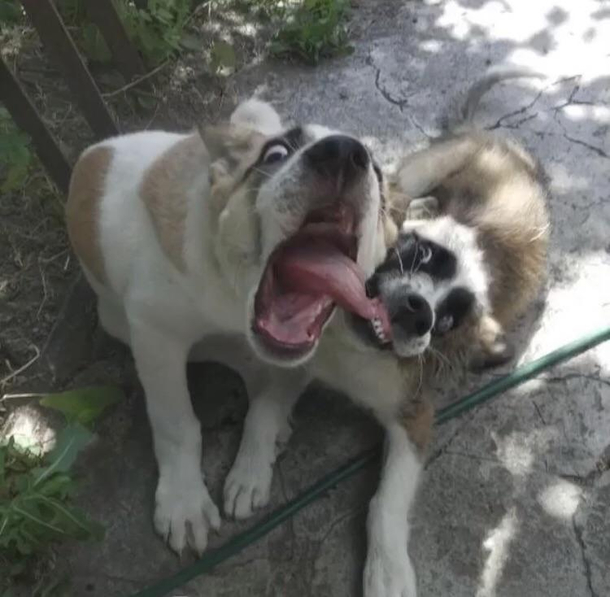 Finally A puppy friend Were gonna have so much fun chasing squirrels and playing ffFFFFAAAHHHHHHHGGGGG