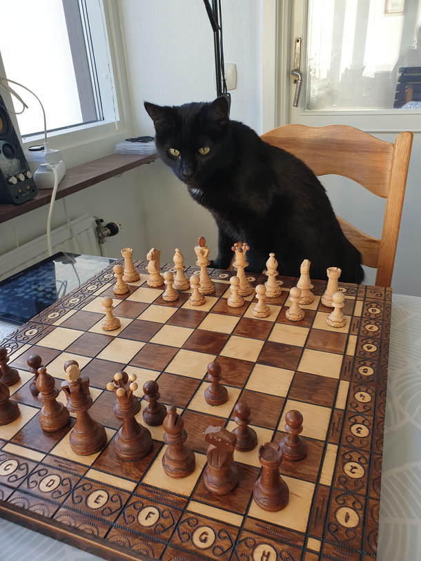 Finally A worthy opponent