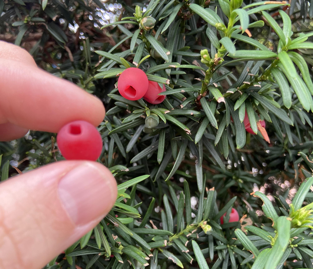 Finally found where they grow ear bud covers
