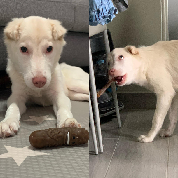 Finally met my friends newly adopted angel yesterday