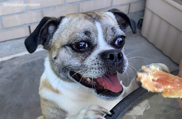 Find someone who looks at you the way Mookie looks at chicken treats