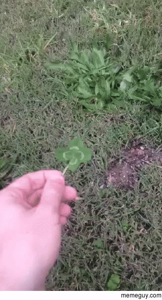 Finding a -leaf clover