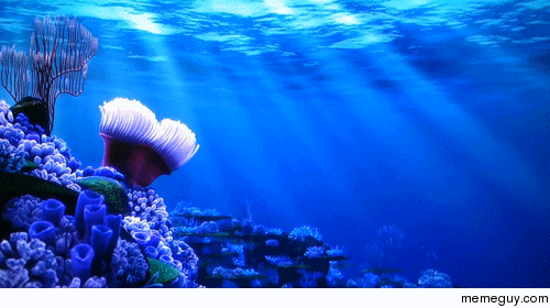 Finding Nemo loop