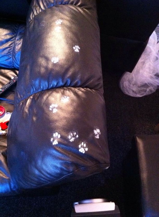 Finished painting the kitchen went to sit down and found this Nothing too strange except the fact I dont have a cat