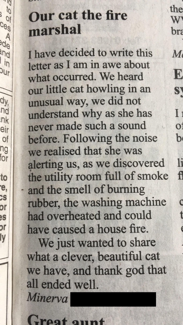 Fire Marshall Cat - My Local Newspaper