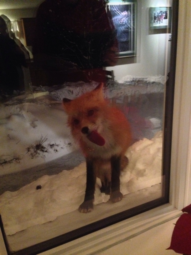Firefox has encountered a problem with Windows