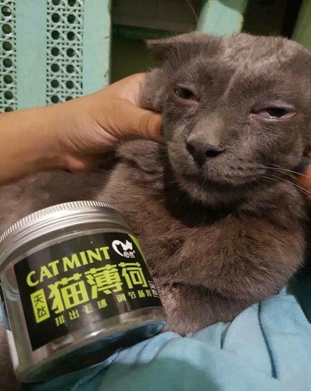 First and last time buying catmint 