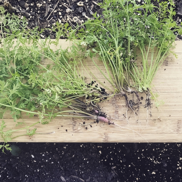 First carrot harvest of my life Exceeded my wildest expectations