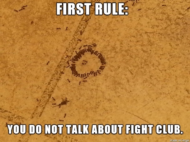 First rule of fight club