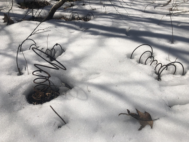 First signs of spring