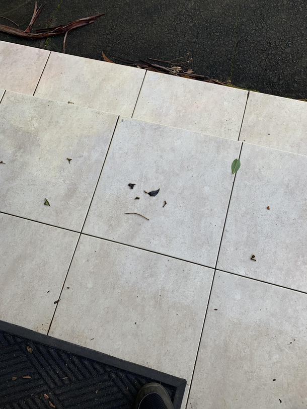 First time out of the house in months because covid My front step disagrees with my decision