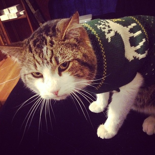 First time owning a cat Had no idea sweaters resulted in the saddest defeated cat emotions