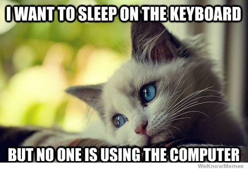 First world cat problem