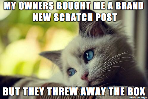 First World Cat Problems