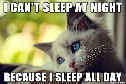 First world kitty