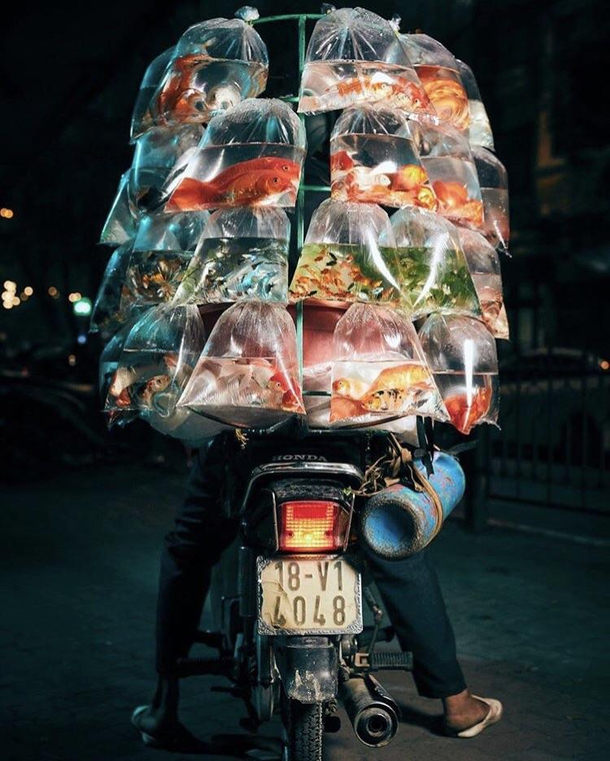 Fish delivery bike